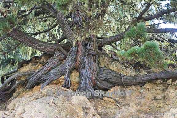 tree on cliff graphic